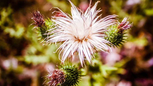 Närbild Färgglada Blommor — Stockfoto