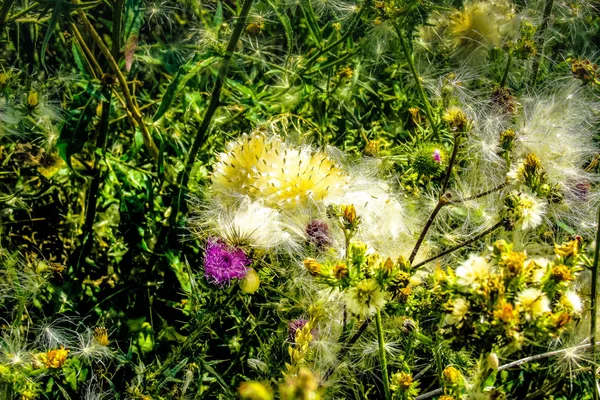 Gros Plan Fleurs Colorées — Photo