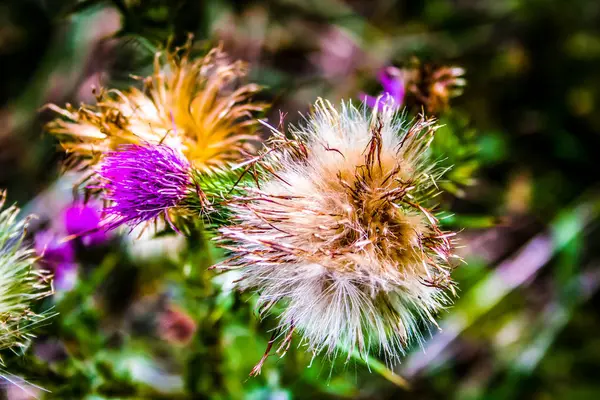 Close Flores Coloridas — Fotografia de Stock