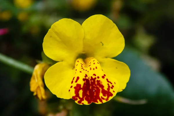 Close Van Kleurrijke Bloemen Uit Jeruzalem Israël — Stockfoto