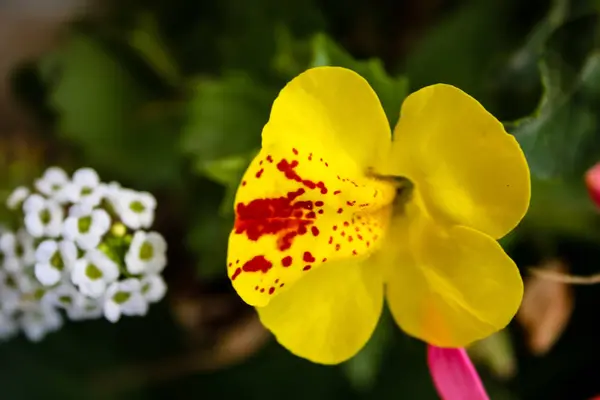 Close Flores Coloridas Jerusalém Israel — Fotografia de Stock