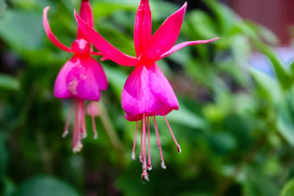 Closeup Colorful Flowers Jerusalem Israel — Stock Photo, Image