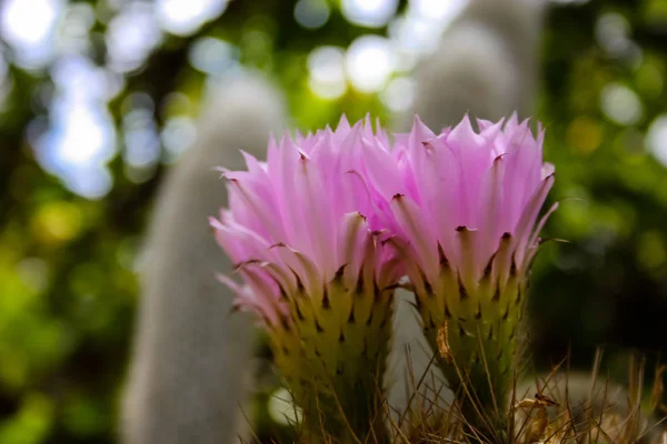 Primer Plano Una Planta Cactus Que Florece Israel —  Fotos de Stock