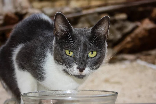 Closeup Cat Eating Fish Bowl — Stock Photo, Image