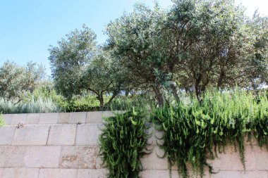 Portre, çiçek ve doğa eski şehir Kudüs İsrail'in sokakta