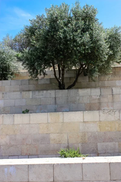 Крупним Планом Квіти Природи Вулиці Старого Міста Єрусалиму Ізраїлі — стокове фото