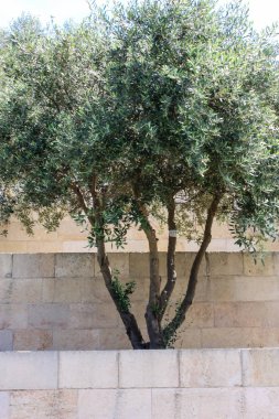 Portre, çiçek ve doğa eski şehir Kudüs İsrail'in sokakta