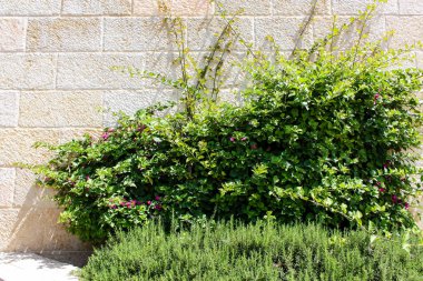 Portre, çiçek ve doğa eski şehir Kudüs İsrail'in sokakta