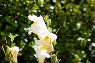 Portre, çiçek ve doğa eski şehir Kudüs İsrail'in sokakta