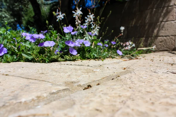 Portre Çiçek Doğa Eski Şehir Kudüs Srail Sokakta — Stok fotoğraf