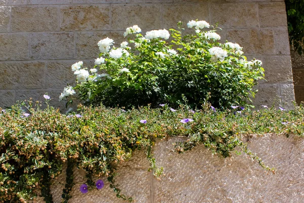 Portre Çiçek Doğa Eski Şehir Kudüs Srail Sokakta — Stok fotoğraf