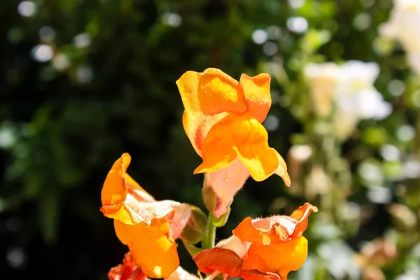 Gros Plan Sur Les Fleurs Nature Dans Rue Vieille Ville — Photo