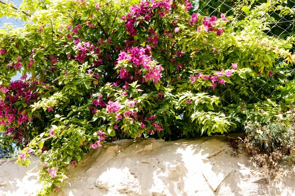 Fechamento Flores Natureza Rua Cidade Velha Jerusalém Israel — Fotografia de Stock