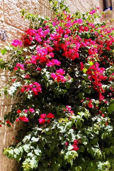 Primo Piano Dei Fiori Della Natura Nella Strada Della Città — Foto Stock