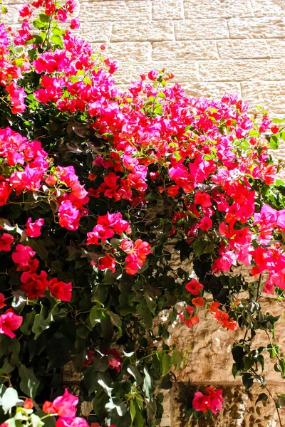 Nahaufnahme Von Blumen Und Natur Der Straße Der Altstadt Von — Stockfoto