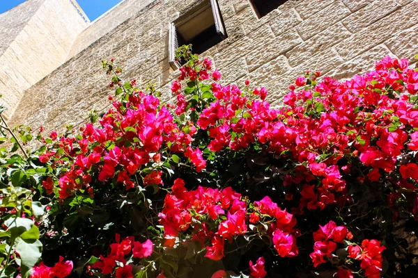 Primo Piano Dei Fiori Della Natura Nella Strada Della Città — Foto Stock