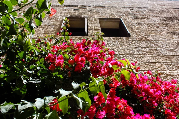 Close Flowers Nature Street Old City Jerusalem Israel — стоковое фото