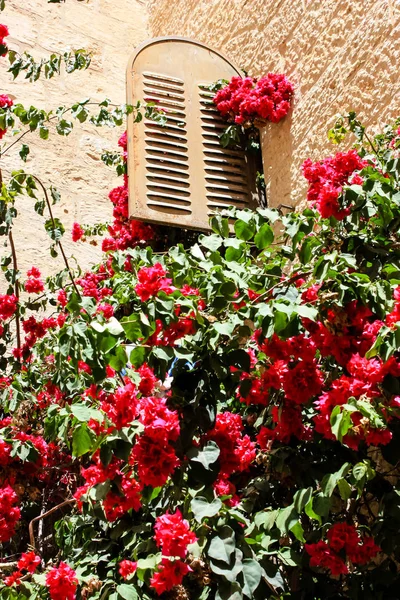 Primo Piano Dei Fiori Della Natura Nella Strada Della Città — Foto Stock