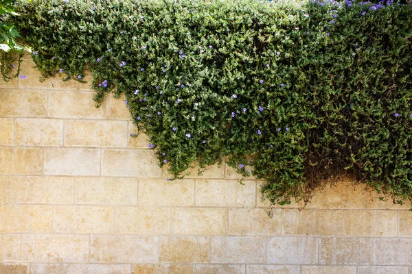 Primer Plano Las Flores Naturaleza Calle Antigua Ciudad Jerusalén Israel —  Fotos de Stock