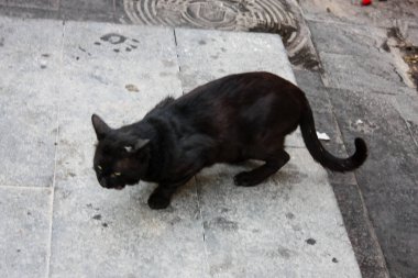 Kudüs'te İsrail pazarında bir kedi closeup