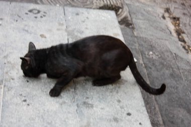 Kudüs'te İsrail pazarında bir kedi closeup