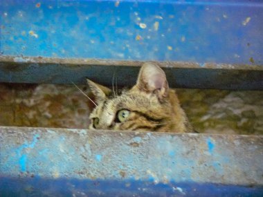 Kudüs'te İsrail pazarında bir kedi closeup