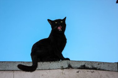 Kudüs'te İsrail pazarında bir kedi closeup