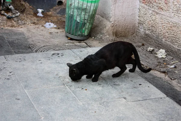 Nahaufnahme Einer Katze Auf Dem Markt Von Jerusalem Israel — Stockfoto