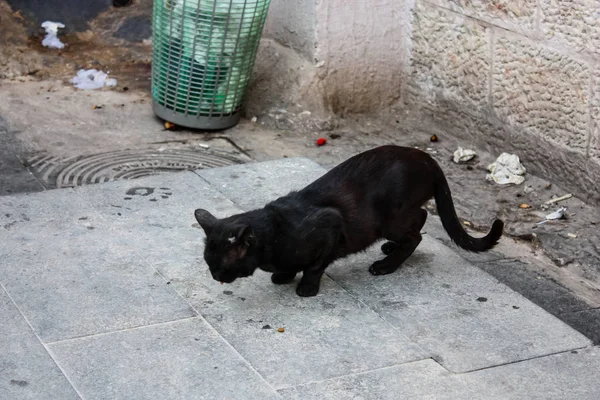 이스라엘의 예루살렘의 시장에서 고양이의 — 스톡 사진
