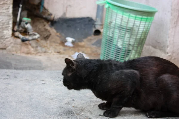 이스라엘의 예루살렘의 시장에서 고양이의 — 스톡 사진