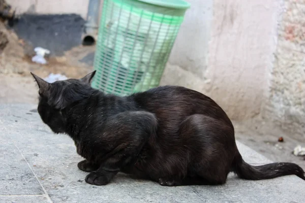 Close Van Een Kat Markt Van Jeruzalem Israël — Stockfoto