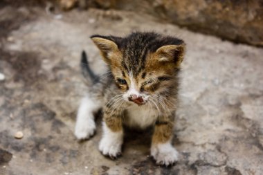 Sokağın kötü durumda eski şehir Kudüs İsrail'de kedi closeup