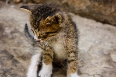 Sokağın kötü durumda eski şehir Kudüs İsrail'de kedi closeup