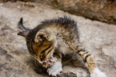 Sokağın kötü durumda eski şehir Kudüs İsrail'de kedi closeup
