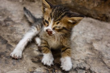 Sokağın kötü durumda eski şehir Kudüs İsrail'de kedi closeup