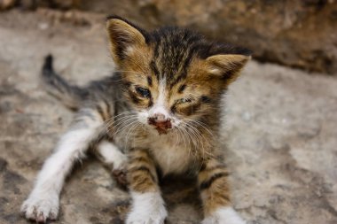 Sokağın kötü durumda eski şehir Kudüs İsrail'de kedi closeup