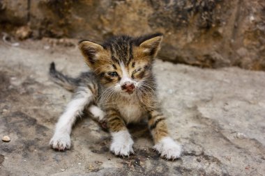 Sokağın kötü durumda eski şehir Kudüs İsrail'de kedi closeup