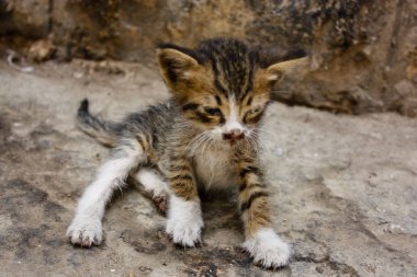 Sokağın kötü durumda eski şehir Kudüs İsrail'de kedi closeup