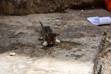 Sokağın kötü durumda eski şehir Kudüs İsrail'de kedi closeup