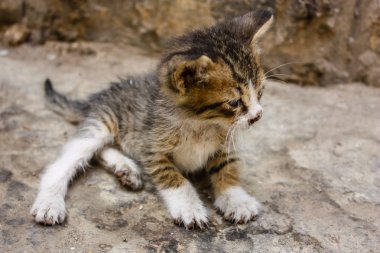 Sokağın kötü durumda eski şehir Kudüs İsrail'de kedi closeup
