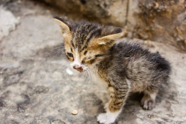 Sokağın kötü durumda eski şehir Kudüs İsrail'de kedi closeup