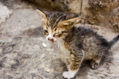 Sokağın kötü durumda eski şehir Kudüs İsrail'de kedi closeup
