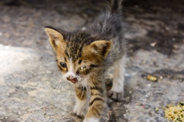 Sokağın kötü durumda eski şehir Kudüs İsrail'de kedi closeup