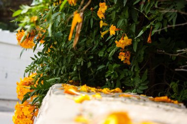 Çiçek Kudüs'te İsrail sokakta portre