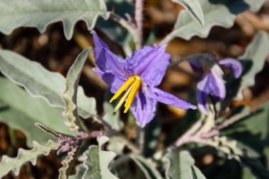 Çiçek Kudüs'te İsrail sokakta portre