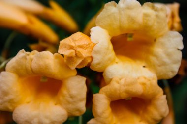 Çiçek Kudüs'te İsrail sokakta portre