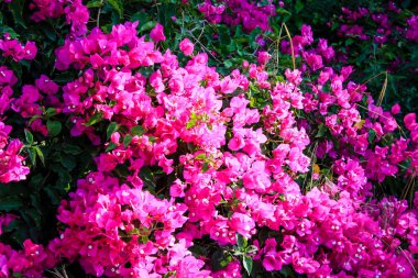 Çiçek Kudüs'te İsrail sokakta portre