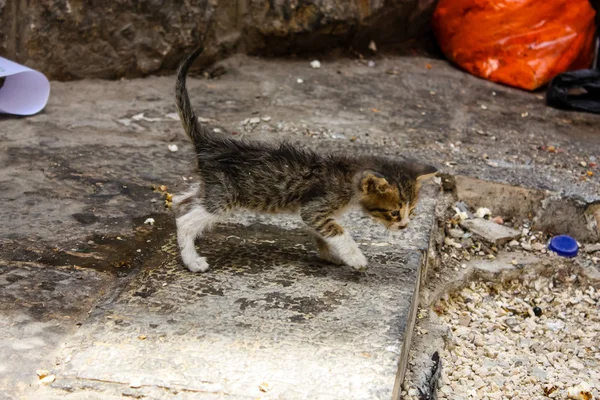 이스라엘의 예루살렘의 시티의 거리에 상태에서 고양이의 — 스톡 사진