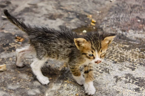 Closeup of a kitten in bad condition in the street of the Old city of Jerusalem in Israel