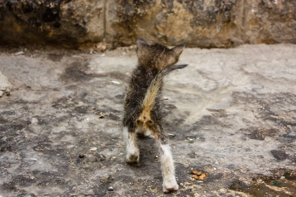 Close Van Een Kitten Slechte Conditie Straat Van Oude Stad — Stockfoto